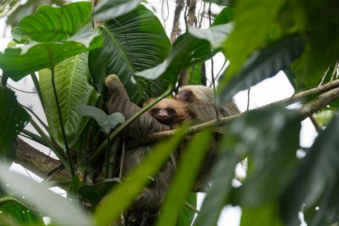 2-in-1 Hanging Bridges & Chocolate Tour Costa Rica